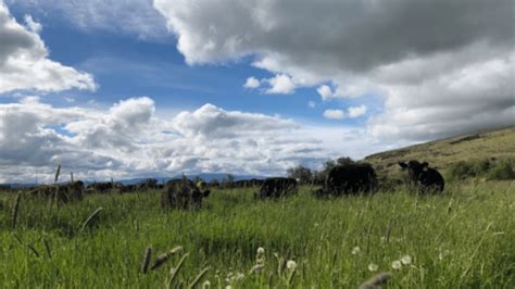 How Regenerative Ranching Can Help Save Salmon The National Wildlife