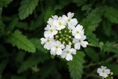 The Common Garden Verbena Glandularia × Hybrida Formerly Verbena