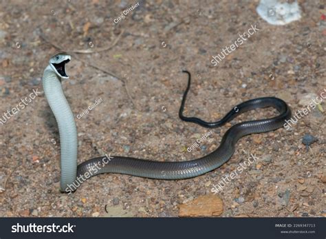 2 504 Black Mambas Snakes Images Stock Photos 3D Objects Vectors