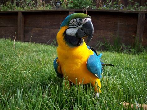 Blue And Gold Macaw Facts Care As Pets Price Pictures Singing