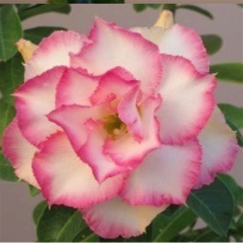 Dl X Bkk Aka Pearl Adenium Obesum Grafted Plant Desert Rose