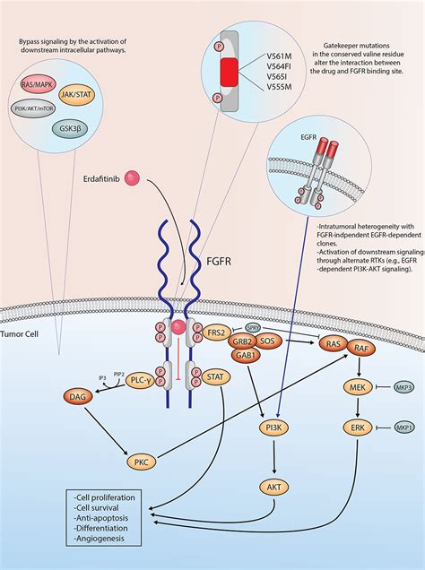 Treatment With Erdafitinib In Advanced Urothelial Carcinoma Ott