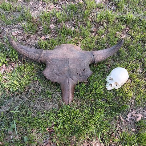 Bison antiquus fossil skull for sale #2 – BigfootCasts.com