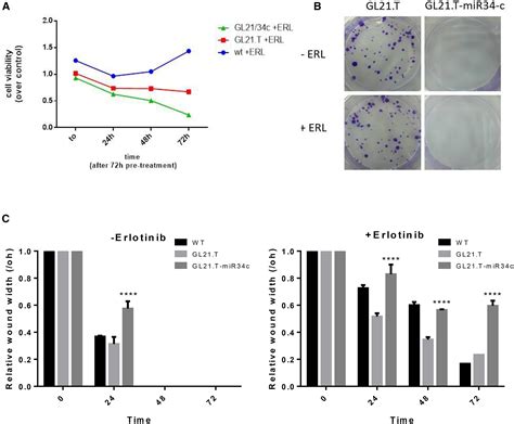 Aptamer Mir C Conjugate Affects Cell Proliferation Of Non Small Cell