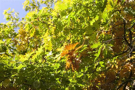 Oak Tree Close Up 9439280 Stock Photo At Vecteezy