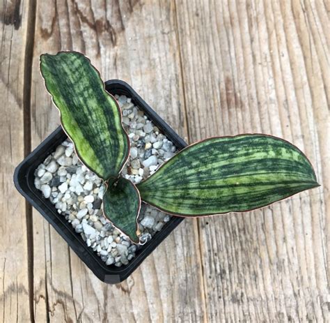 SHPR10052 Sansevieria Macrophylla variegata Кактус онлайн