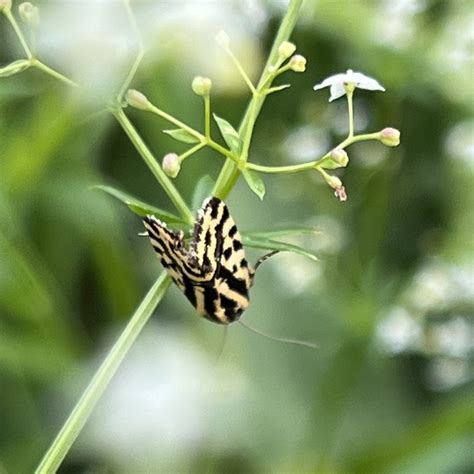 Spotted Sulphur from Mladá Boleslav Středočeský Czechia on July 31