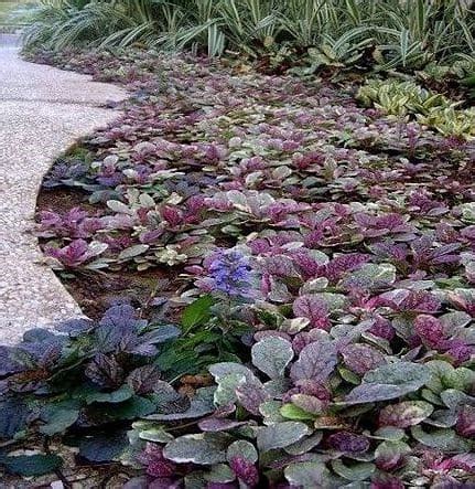 Ajuga Reptans Burgundy Glow Burgundy Glow Buggleweed