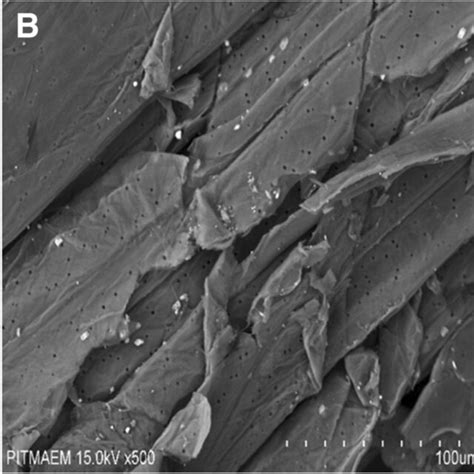 Scanning Electron Microscopy Of Rice Straw A Untreated Rice Straw B