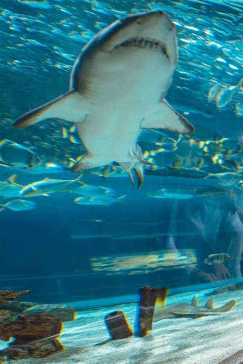 Dallas World Aquarium Kids Activities Blog