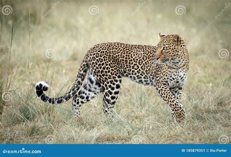 One Adult Female Leopard Full Body Shot Masai Mara Kenya Stock Image ...