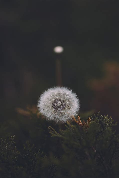 Dandelion Hd Wallpaper For Phone Infoupdate Org