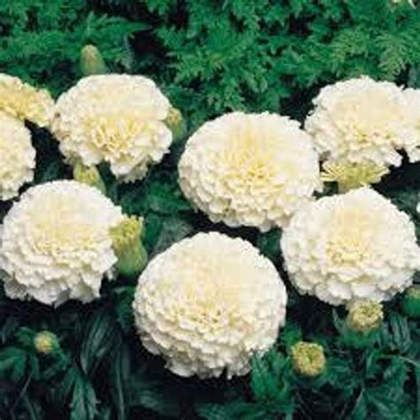 White African Marigold Seeds Tagetes Annual Flower Large Etsy Planting Flowers Flower Seeds