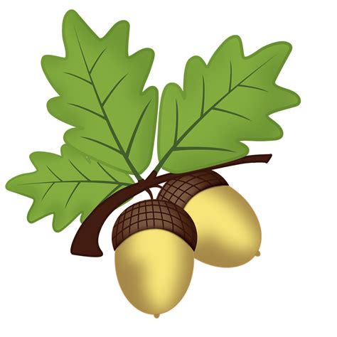 Acorn Illustration Png