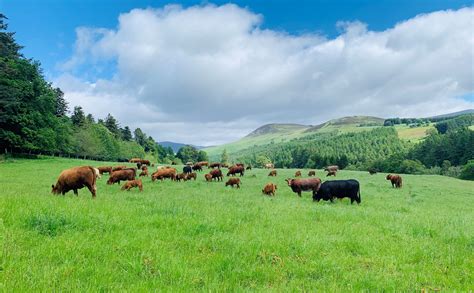 Farming At Atholl Estates Scottish Highlands