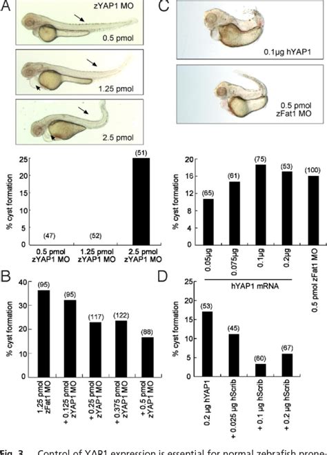 Figure From Scribble Participates In Hippo Signaling And Is Required