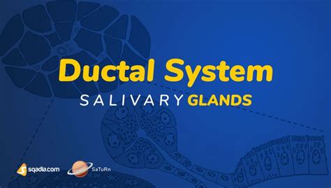 Salivary Glands - Ductal System