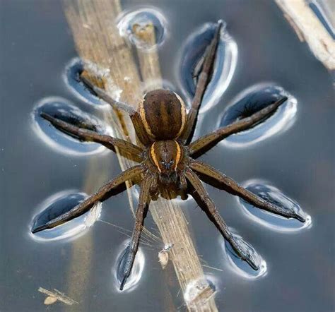 Walking On Water Spider Creepy Spider Bugs And Insects