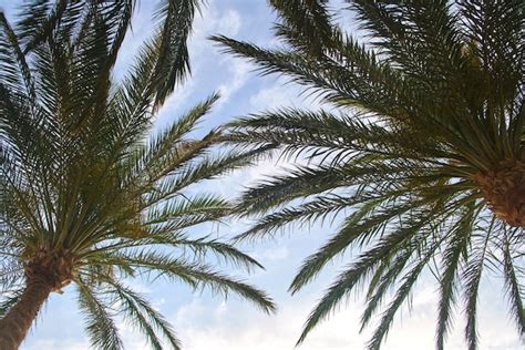 Hermosas Palmeras De Coco Verde En La Playa Tropical Contra El Cielo