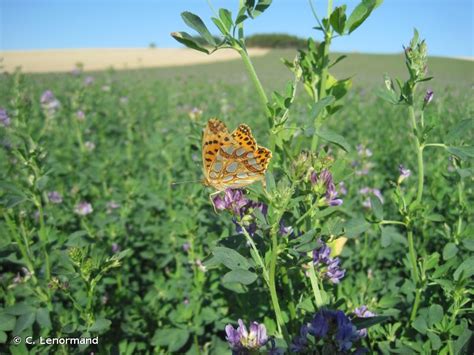 Issoria Lathonia Linnaeus Petit Nacr Le Latonia Le