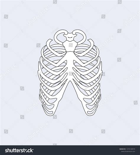 sternum bones part skeletal system human stock illustration