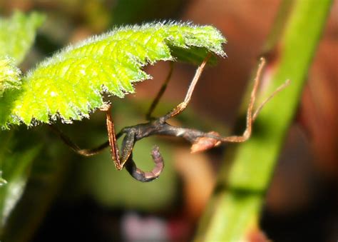 Flowers And Weeds New Baby In The House Leaf Insect