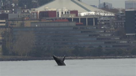 Environment Humpback Whales Once Again Threatened By Ocean Warming