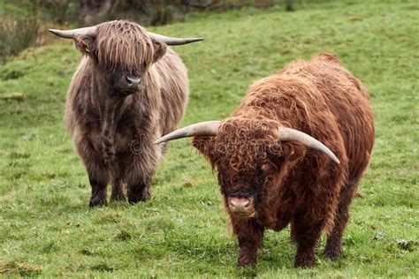 Highland Beef Cattle Grazing On Farm Stock Image Image Of Scottish