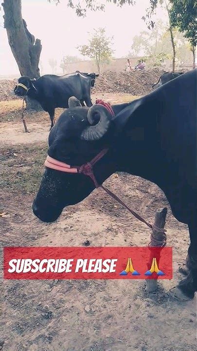 Top 😱😱murrha Bhais Buffaloes Farming 😈😈youtubeshorts Shorts Dairyfarm Pashudhan Viralvideo