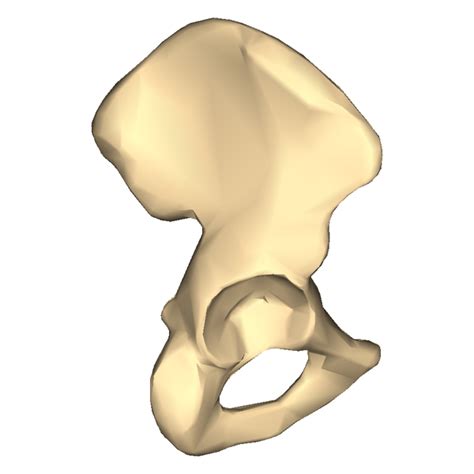 Os Coxae Right Bone Lateral View Diagram Quizlet