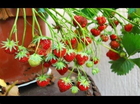 Pousser des fraises bio toute lannée à lintérieur avec cette astuce