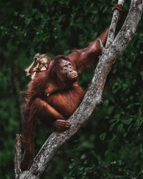 Explore The Enchanting Tanjung Puting National Park Home To Orangutans