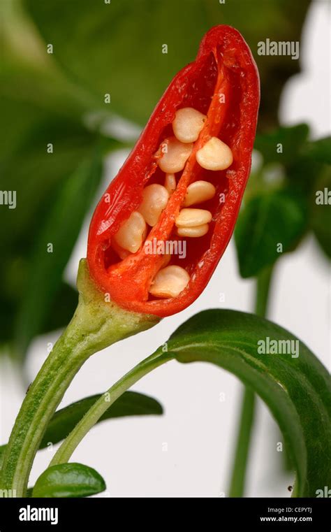 Section Through Hot Red Fruit Of Pot Grown Chili Pepper To Show Seeds