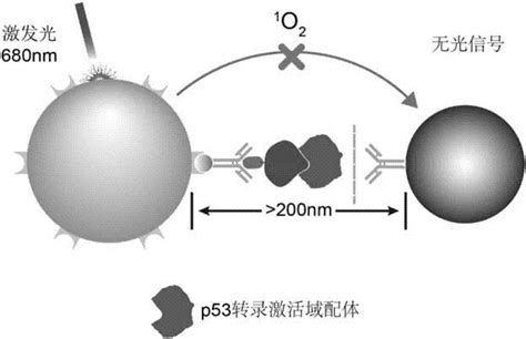 一种检测细胞内与p53转录激活域相互作用蛋白的方法与流程