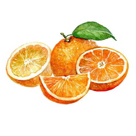 Watercolor Orange And Sliced Orange Fruit Isolated Stock Illustration