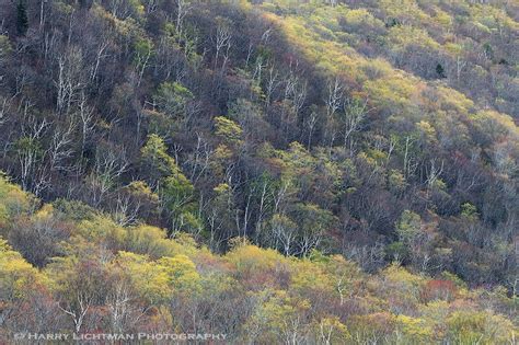 Leaf Out White Mountain