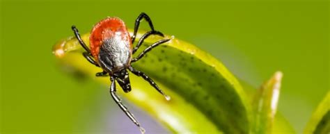 Tick Borne Disease Cabot Institute For The Environment University