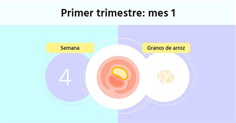 Semana 4 de embarazo cuándo hay que ir al ginecólogo