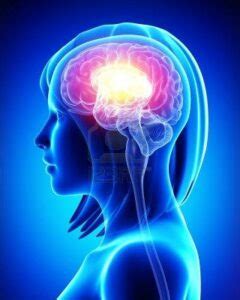 Biological Psychology Research Paper Topics - iResearchNet