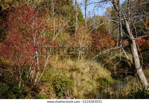 Naked Autumn Trees Few Red Leaves Stock Photo Shutterstock
