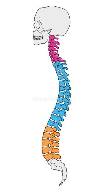 Vertebral Column Stock Illustrations 6209 Vertebral Column Stock