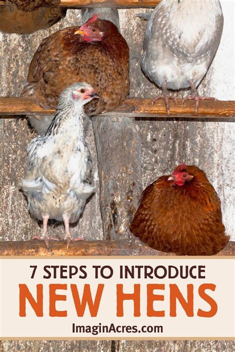 Tips For Introducing New Chickens To The Flock Artofit