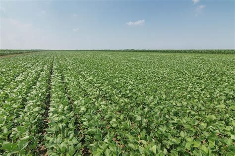 Premium Photo Green Ripening Soybean Field Rows Of Green Soybeans