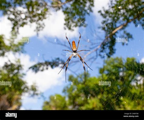 A large banana spider sits atop it's web in the Florida Everglades ...