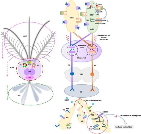 Neuro Olfactory Regulation And Salivary Actions A Coordinated Event