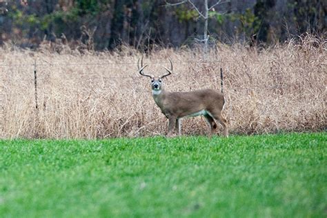 3 Quick And Easy Habitat Projects For Whitetails North American Whitetail