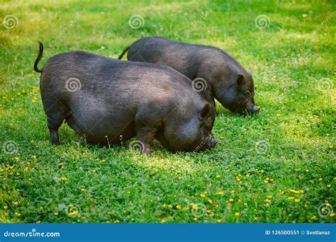 Vietnamese Pot Bellied Pig Graze On The Lawn With Fresh Green Grass