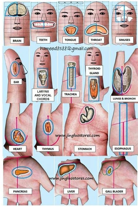 Su Jok Hand Reflexology More Acupressure Massage Acupressure Treatment