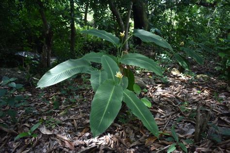 Hoja De Piedra Calathea Macrosepala