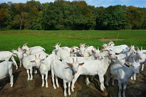 Goat Production And Management